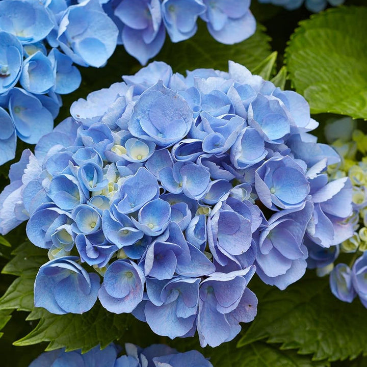 Flower Seeds, Seeds,Seeds For Planting,Plant Seeds