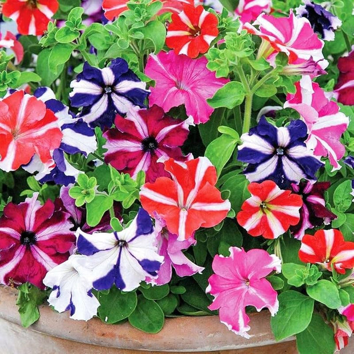 Flower Seeds, Seeds,Seeds For Planting,Plant Seeds