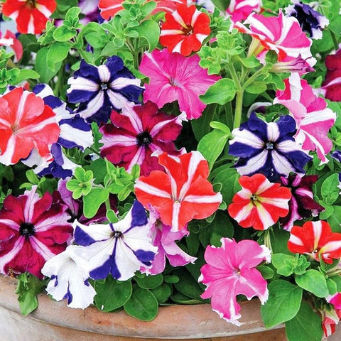 Flower Seeds, Seeds,Seeds For Planting,Plant Seeds