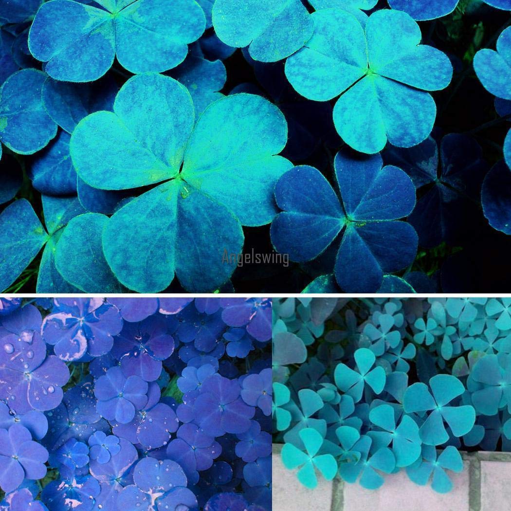Blue Green Clover Flower Seeds for Planting – Heirloom, Non-GMO Shade-Tolerant Organic Garden Seeds