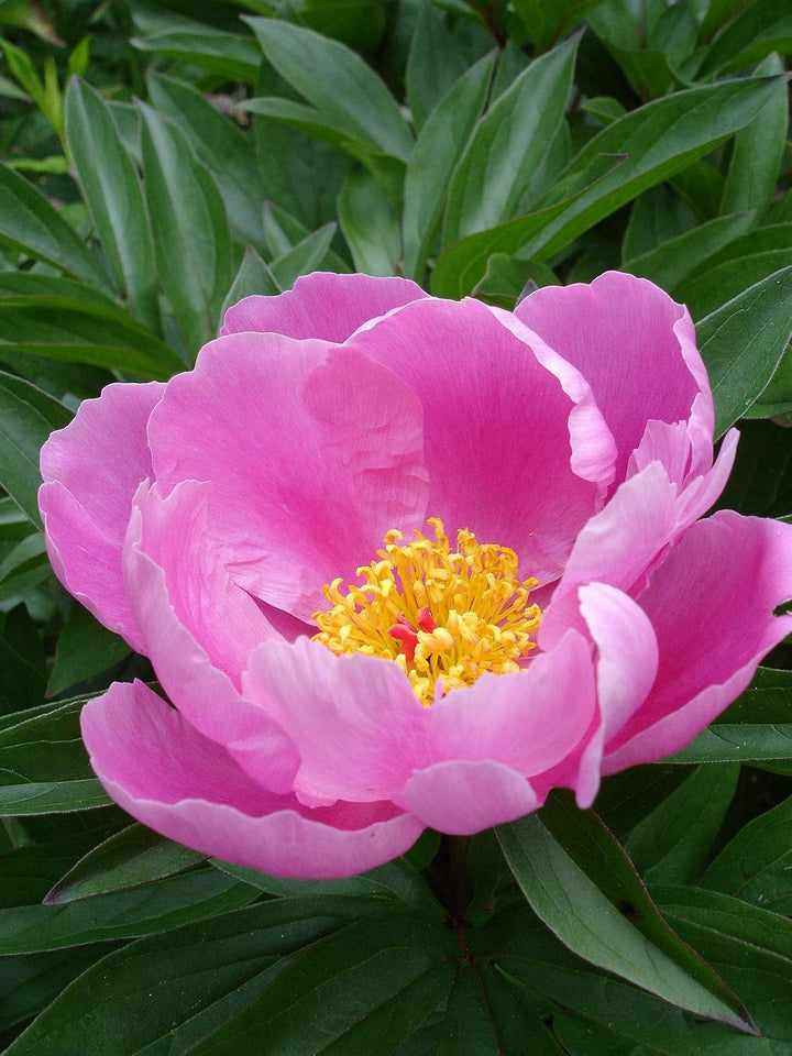 Flower Seeds, Seeds,Seeds For Planting,Plant Seeds