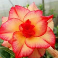 Orange &amp; Yellow Adenium Flower Seeds for Planting – Seasonal Bloomer Heirloom, Non-GMO, High Germination Garden Seeds