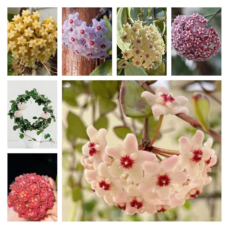 Burgundy Hoya Flower Seeds - Heirloom, Non-GMO, Shade Tolerant, High Germination