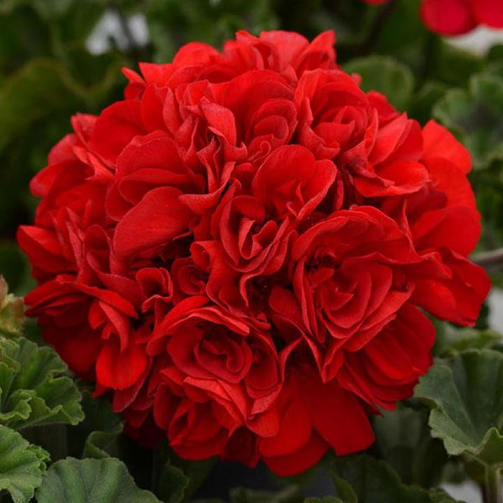 Red Geranium Flower Seeds for Planting – Heirloom & Non-GMO Vibrant Blooms for Beds, Borders, and Containers
