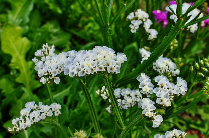 Flower Seeds, Seeds,Seeds For Planting,Plant Seeds
