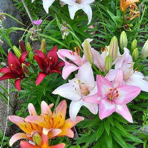 Flower Seeds, Seeds,Seeds For Planting,Plant Seeds