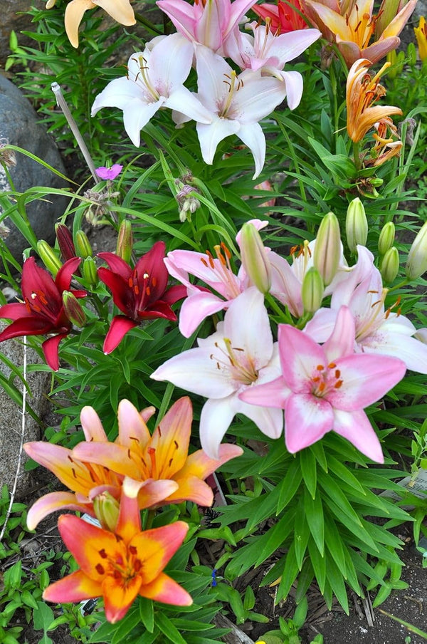 Flower Seeds, Seeds,Seeds For Planting,Plant Seeds