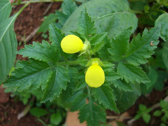 Calceolaria Flower Seeds for Planting – Heirloom, Non-GMO Cut Flower Favorite Organic Garden Seeds