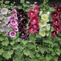 Mixed Hollyhock Flower Seeds – Non-GMO, Heirloom Garden Seeds for Vibrant Blooms