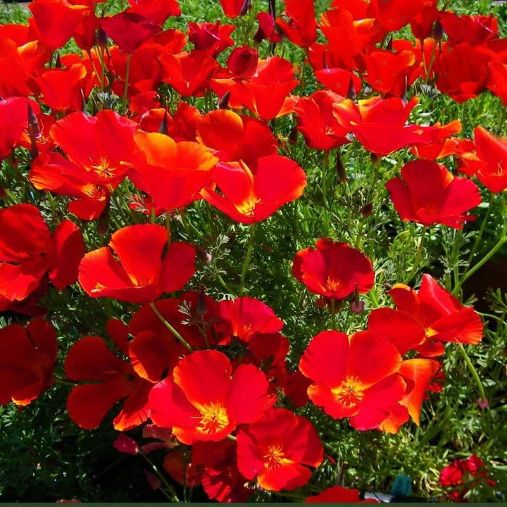 Red Eschscholtzia Flower Seeds for Planting - Heirloom, Non-GMO, High Germination Organic Garden Seeds