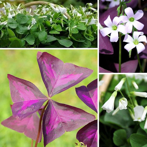 Flower Seeds, Seeds,Seeds For Planting,Plant Seeds