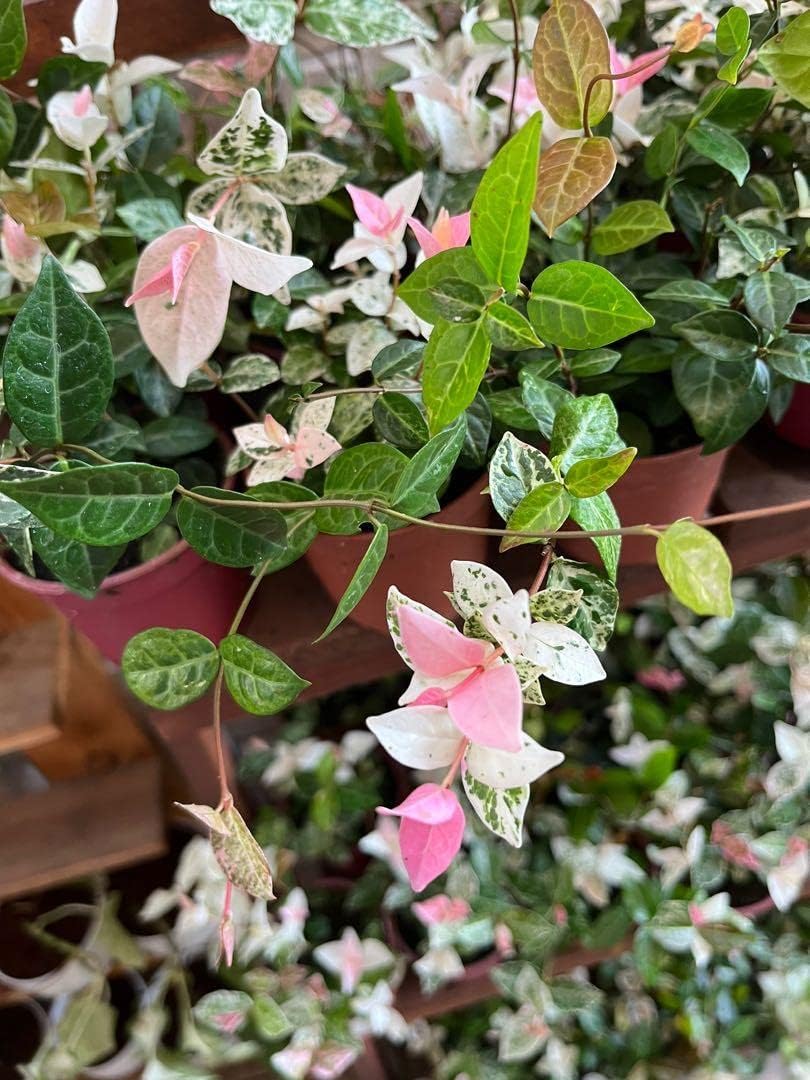 Flower Seeds, Seeds,Seeds For Planting,Plant Seeds