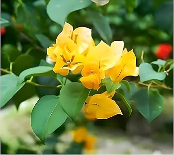 Light Yellow Bougainvillea Flower Seeds for Planting – Heirloom, Non-GMO, High Germination Garden Seeds