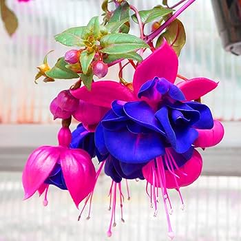 Double Petals Fuchsia Seeds for Planting Blue Pink – Heirloom, Non-GMO, High Germination Organic Garden Seeds