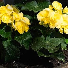 Flower Seeds, Seeds,Seeds For Planting,Plant Seeds
