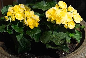 Flower Seeds, Seeds,Seeds For Planting,Plant Seeds