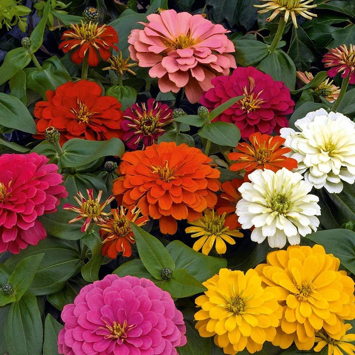 Flower Seeds, Seeds,Seeds For Planting,Plant Seeds