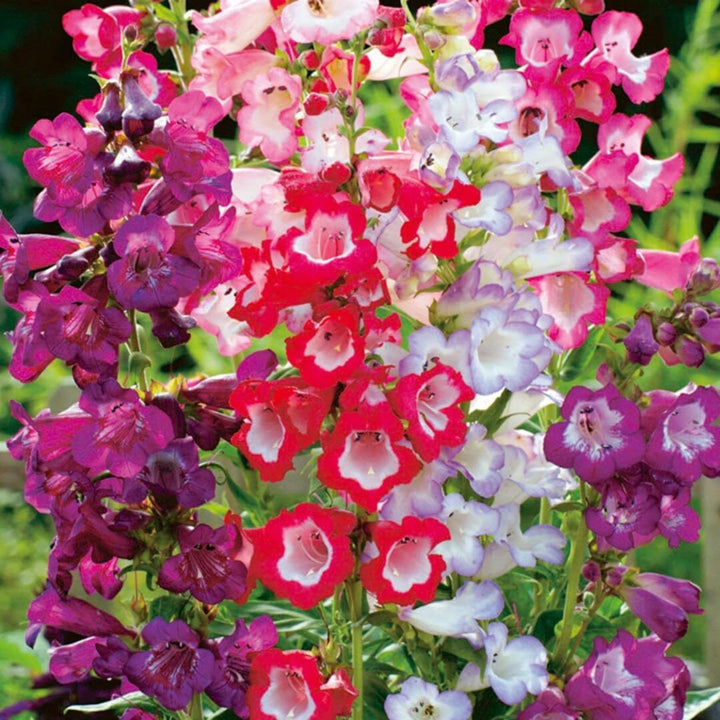 Flower Seeds, Seeds,Seeds For Planting,Plant Seeds