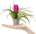 Pink Tillandsia Cyanea Flower Seeds for Planting – Heirloom, Non-GMO, High Germination Organic Garden Seeds
