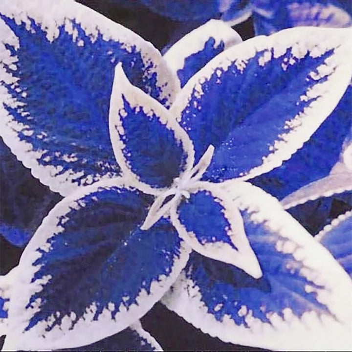 Blue White Coleus Flower Seeds for Planting – Vibrant Colors, Heirloom, Non-GMO Home Garden Seeds
