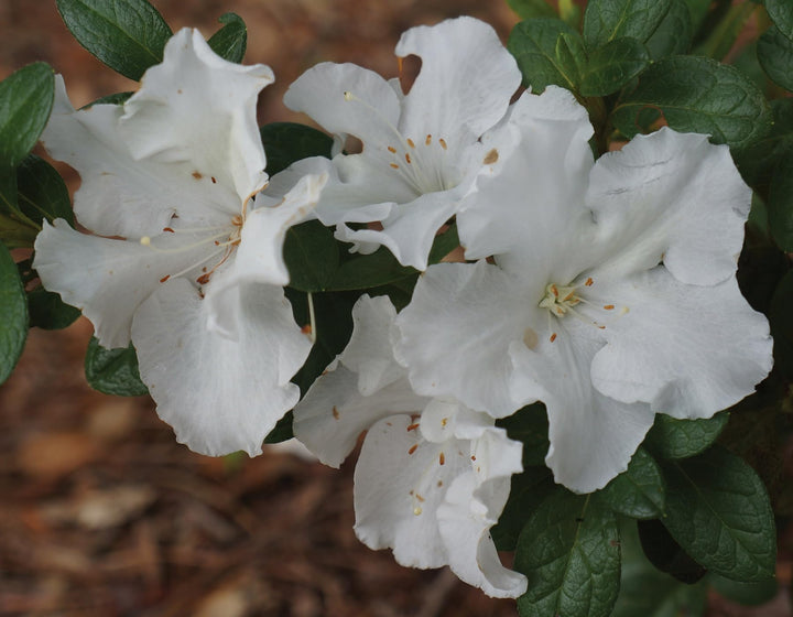 Flat White Azalea Flower Seeds for Planting – Garden Favorite, Heirloom, Non-GMO, High Germination Organic Garden Seeds