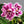 Flower Seeds, Seeds,Seeds For Planting,Plant Seeds