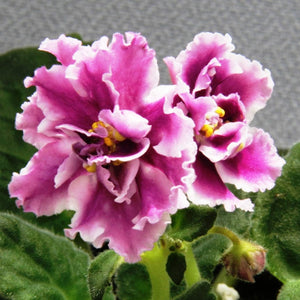 Flower Seeds, Seeds,Seeds For Planting,Plant Seeds