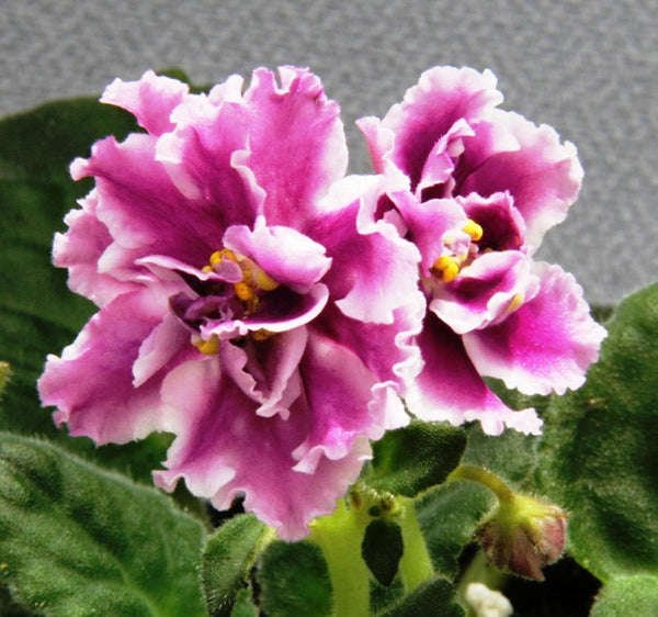 Flower Seeds, Seeds,Seeds For Planting,Plant Seeds