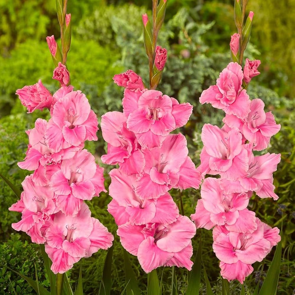 Baby Pink Red Gladiolus Flower Seeds for Planting – Heirloom, Non-GMO, High Germination Garden Seeds