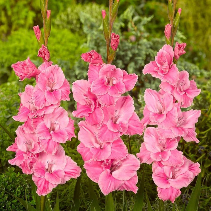 Baby Pink Red Gladiolus Flower Seeds for Planting – Heirloom, Non-GMO, High Germination Garden Seeds
