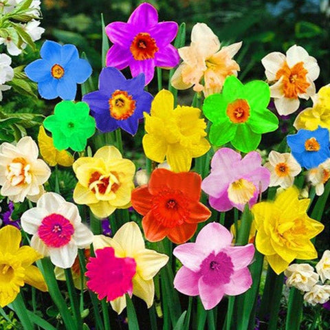 Flower Seeds, Seeds,Seeds For Planting,Plant Seeds