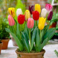 Mixed Tulip Flower Seeds for Planting – Colorful Heirloom Non-GMO Bulbs for Vibrant Spring Garden