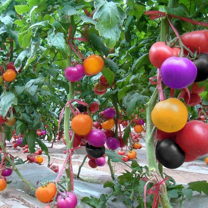 Rainbow Tomato Vegetable Seeds for Planting – Heirloom &amp; Non-GMO Garden Seeds for Vibrant Multi-Color Harvests