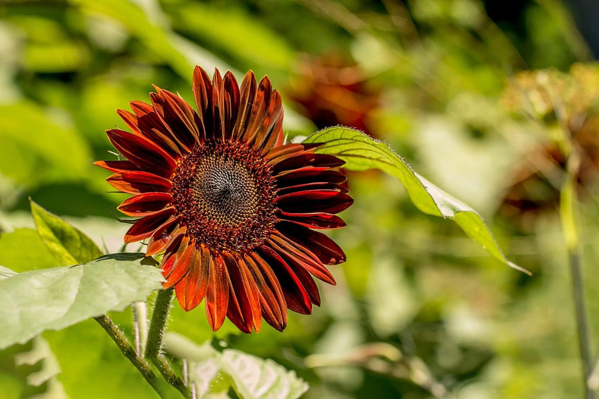 Mixed Blanket Sunflower Flower seeds for Planting - Premium Quality, Heirloom & GMO Free Seeds for Home Garden