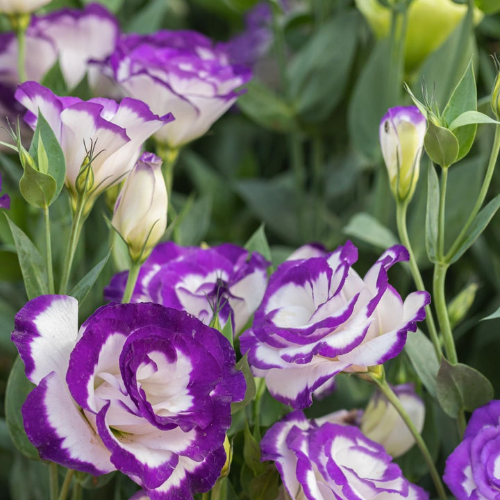 Violet White Eustoma (Lisianthus) Flower Seeds for Planting – Heirloom Non-GMO, High Germination
