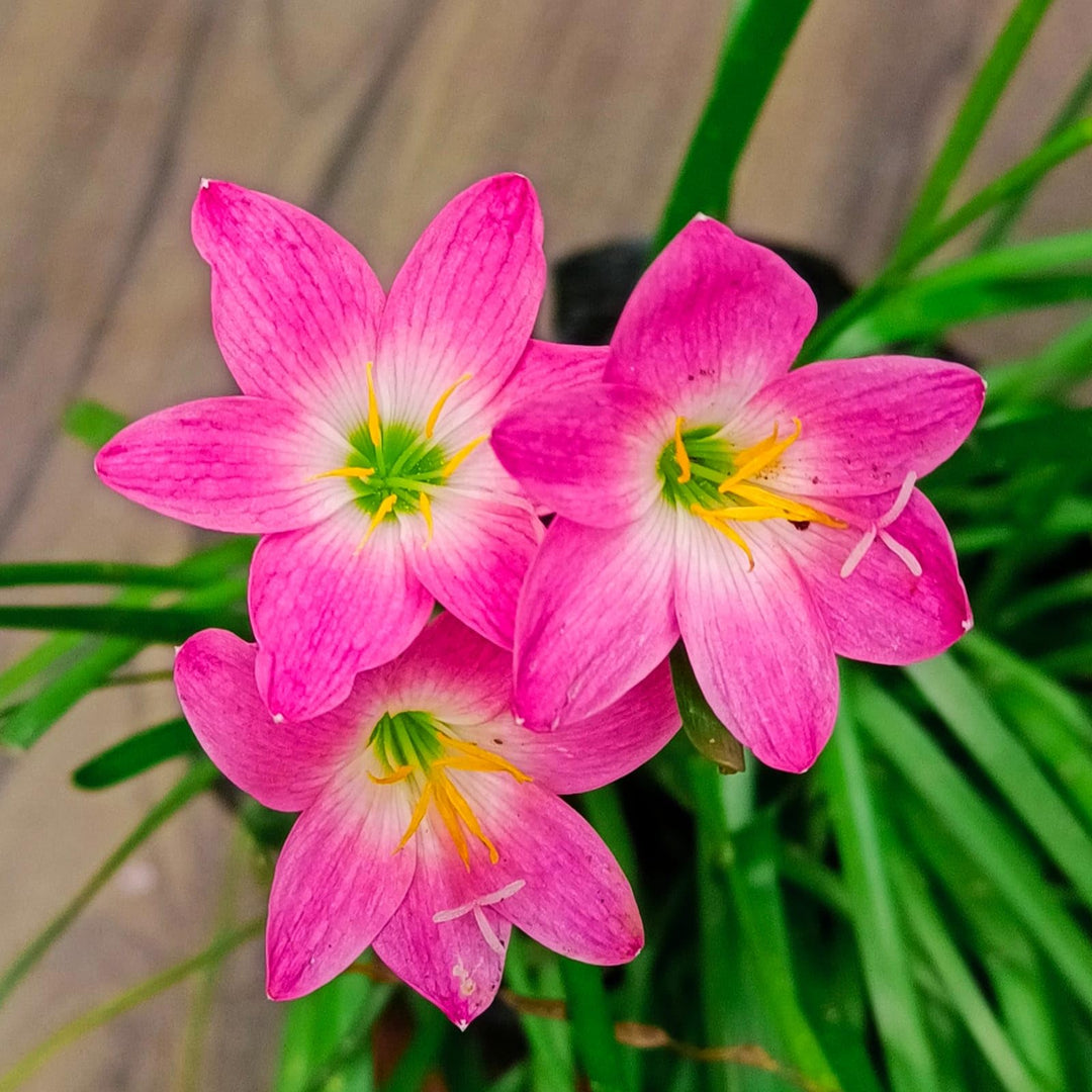 Pink Crocus Flower Seeds for Planting – Heirloom Non-GMO, High Germination Organic Garden Seeds