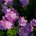 Pink Musk Mallow Flower Seeds for Planting – Heirloom, Non-GMO, Cottage Garden Essential Organic Seeds