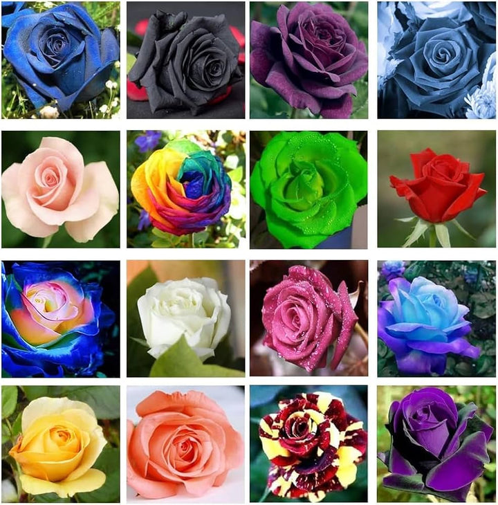 Mixed Rose Rainbow Bonsai Seeds – Heirloom Non-GMO Seeds for Colorful Home Garden Planting