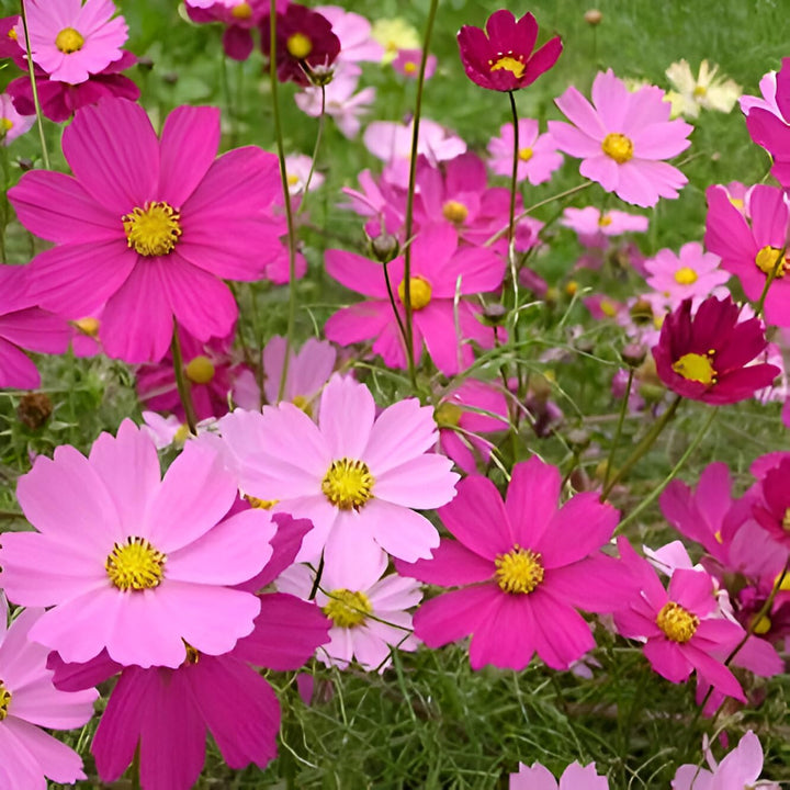 Crazy Mix Cosmos Flower Seeds for Planting – Heirloom, Non-GMO, High Germination Garden Seeds