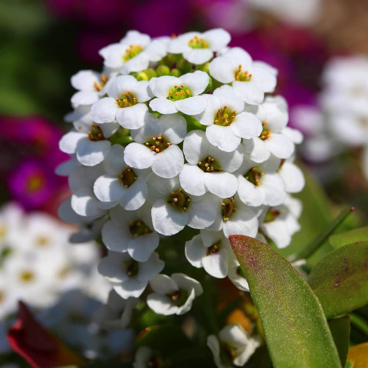 Alyssum Lobularia Flower Seeds for Planting – Heirloom Non-GMO, High Germination Organic Garden Seeds