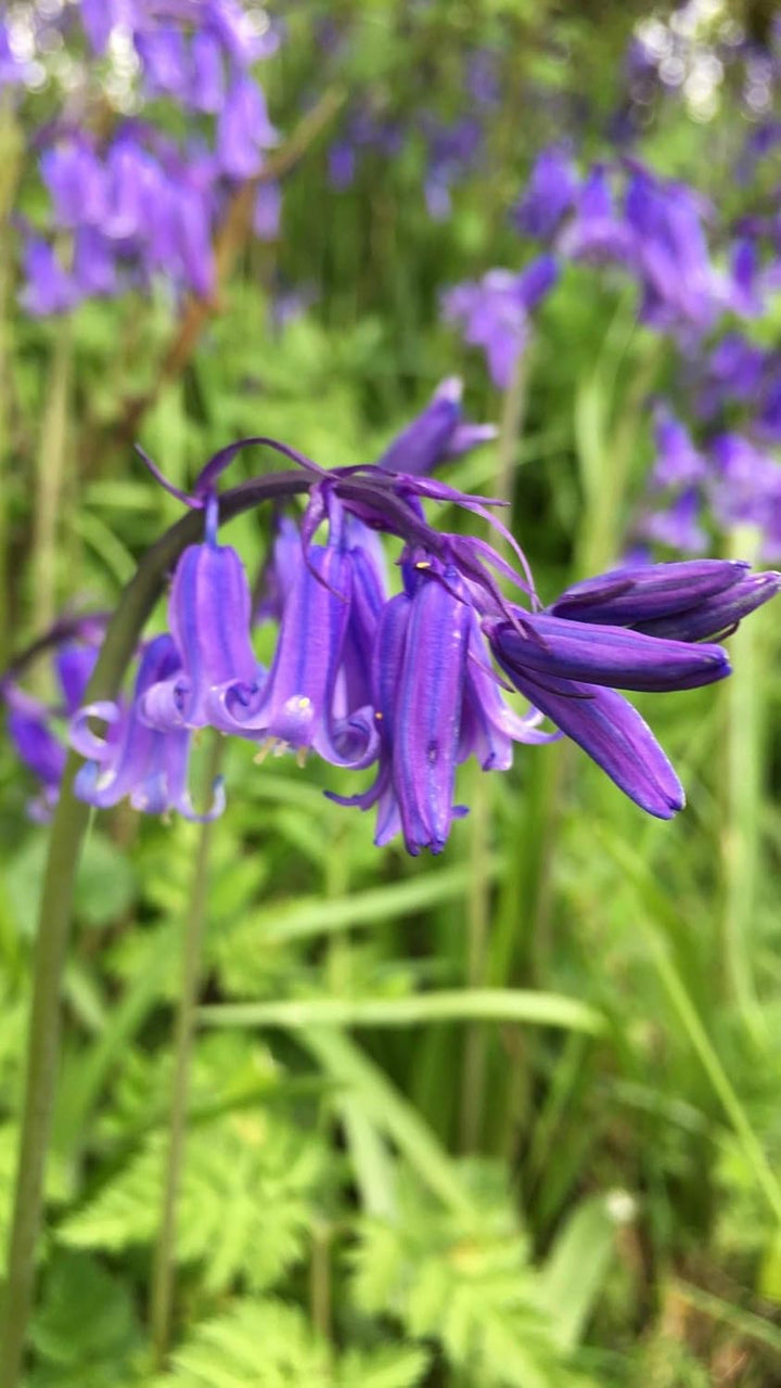 Flower Seeds, Seeds,Seeds For Planting,Plant Seeds