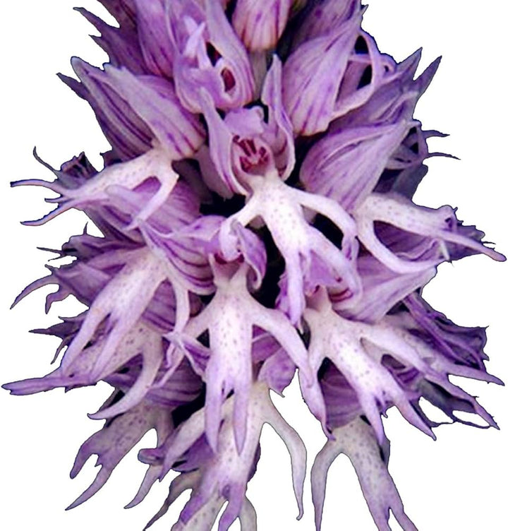 Nema Italian Orchis Monkey Flower Seeds-Lavender for Planting – Heirloom, Non-GMO, Garden Favorite, High Germination