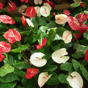 Flower Seeds, Seeds,Seeds For Planting,Plant Seeds