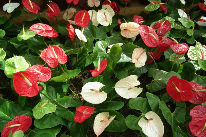 Flower Seeds, Seeds,Seeds For Planting,Plant Seeds