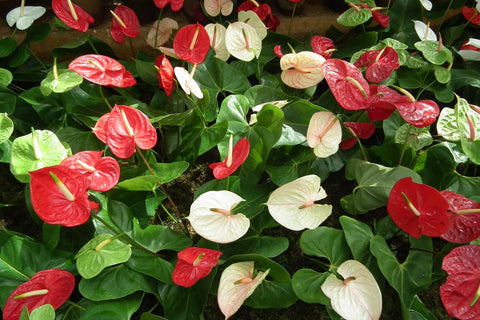 Flower Seeds, Seeds,Seeds For Planting,Plant Seeds