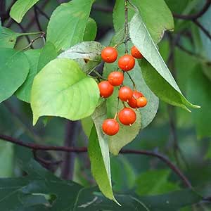 Celastrus fruit seeds for planting – Heirloom & Non-GMO garden seeds, hardy ornamental vines for landscaping