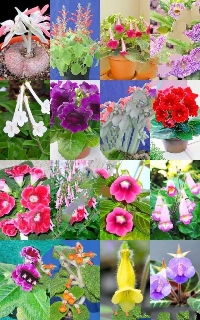 Flower Seeds, Seeds,Seeds For Planting,Plant Seeds