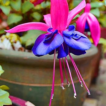 Double Petals Fuchsia Seeds for Planting Blue Pink – Heirloom, Non-GMO, High Germination Organic Garden Seeds