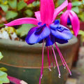 Purple Fuchsia Flower Seeds for Planting – Heirloom, Non-GMO, Perfect Border Garden Seeds