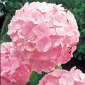 Light Pink Hydrangea Flower Seeds for Planting – Hardy Heirloom, Non-GMO, High Germination Garden Seeds